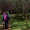 Sunday Walks November and December 2024